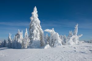 20090203_yellowstone_0564.jpg