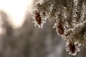 20090204_yellowstone_1312.jpg