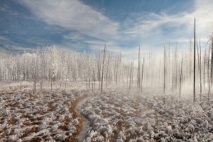 20090204_yellowstone_1661.jpg